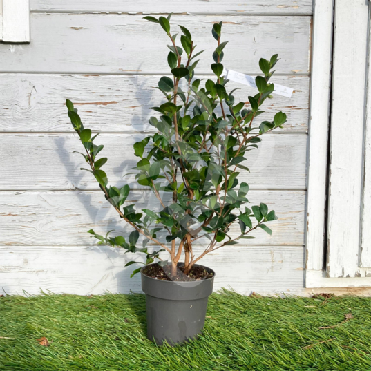 Camellia sasanqua 'Yuletide'