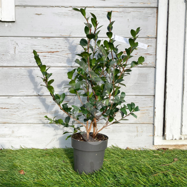 Camellia sasanqua 'Yuletide'