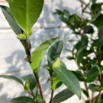 Camellia sasanqua 'Yuletide'