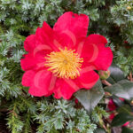 Camellia sasanqua 'Yuletide'