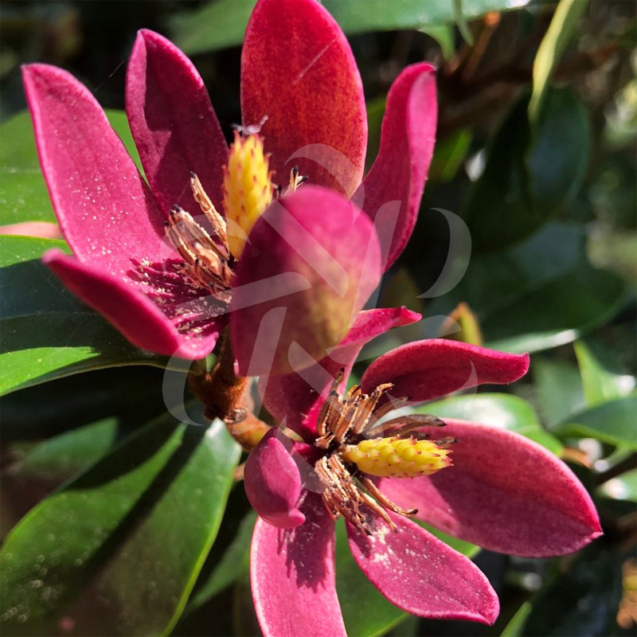 Magnolia Figo 'Stellar Ruby’