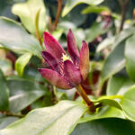 Magnolia Figo 'Stellar Ruby’