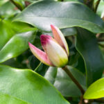 Magnolia Figo 'Stellar Ruby’