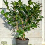 Camellia japonica 'Black Lace'