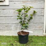 Camellia japonica 'Black Lace'