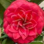 Camellia japonica 'Black Lace'