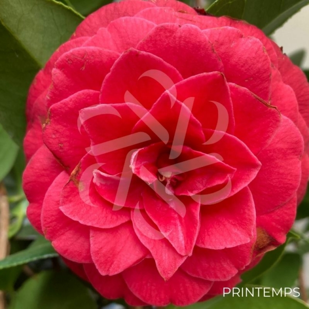 Camellia japonica 'Black Lace'