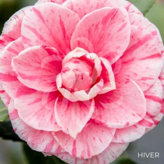 Camellia japonica 'Bonomiana'