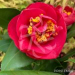 Camellia japonica 'Dr King'