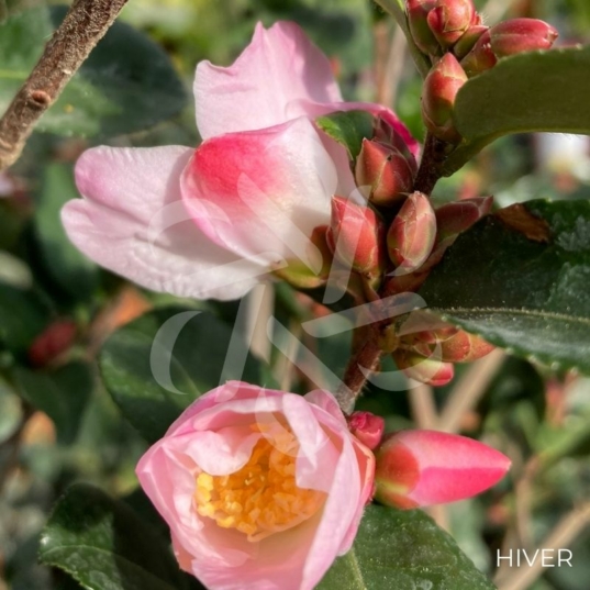 Camellia champetre 'Fairy Blush' - 1001 boutons rose