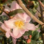 Camellia champetre 'Fairy Blush' - 1001 boutons rose