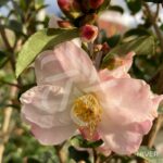 Camellia champetre 'Fairy Blush' - 1001 boutons rose