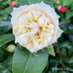 Camellia williamsii 'Jury's Yellow'