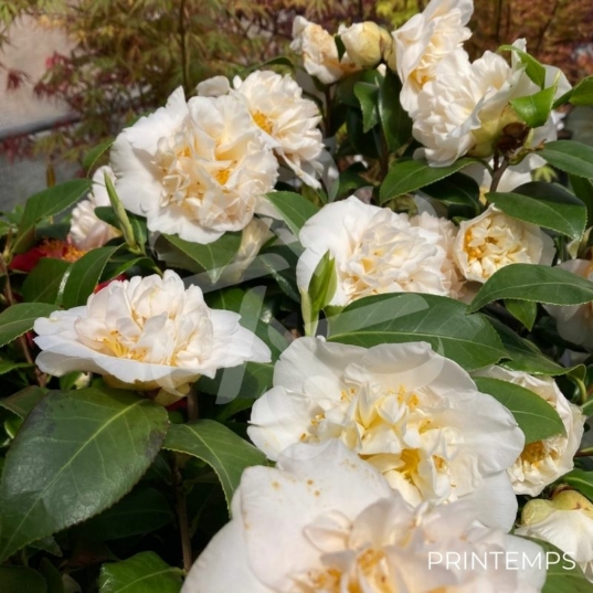 Camellia williamsii 'Jury's Yellow'