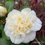 Camellia williamsii 'Jury's Yellow'