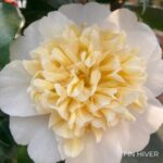 Camellia williamsii 'Jury's Yellow'