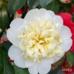 Camellia williamsii 'Jury's Yellow'