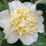 Camellia williamsii 'Jury's Yellow'