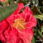 Camellia japonica 'Dr King'