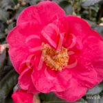 Camellia japonica 'Dr King'