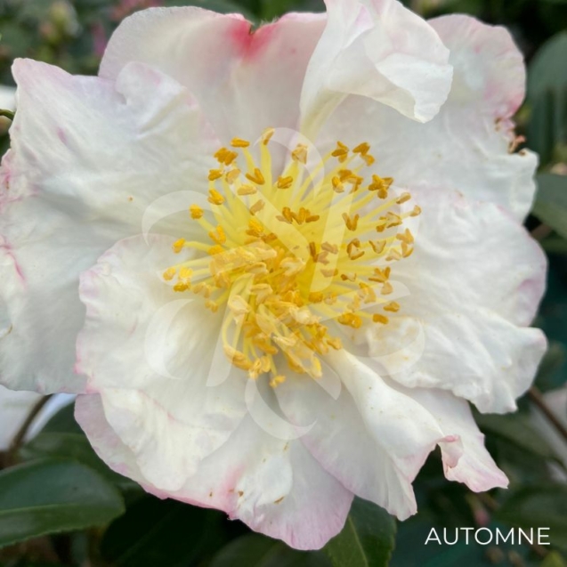 Camellia sasanqua 'Blanc'