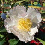 Camellia sasanqua 'Blanc'