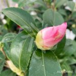 Camellia sasanqua 'Blanc'