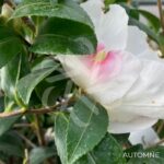 Camellia sasanqua 'Blanc'