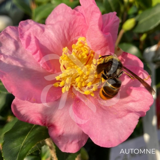 Camellia sasanqua 'Rose'