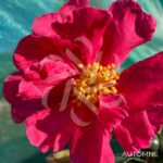Camellia sasanqua 'Rouge Rubis'