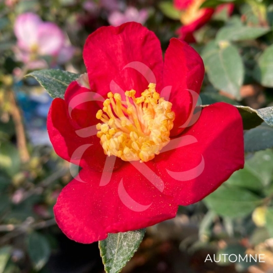 Camellia sasanqua 'Yuletide'