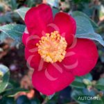 Camellia sasanqua 'Yuletide'