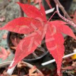 Acer Palmatum 'Fujinami' - Érable du Japon