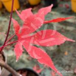 Acer Palmatum 'Fujinami' - Érable du Japon