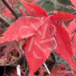 Acer Palmatum 'Fujinami' - Érable du Japon