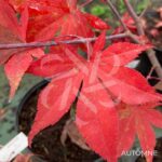 Acer Palmatum 'Fujinami' - Érable du Japon
