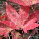 Acer Palmatum 'Fujinami' - Érable du Japon