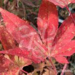 Acer Palmatum 'Fujinami' - Érable du Japon