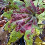 Acer Shirasawanum Autumn Moon - Érable du Japon