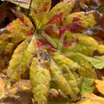Acer Shirasawanum Autumn Moon - Érable du Japon