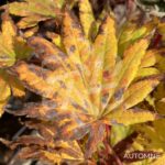 Acer Shirasawanum Autumn Moon - Érable du Japon