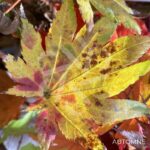 Acer Shirasawanum Autumn Moon - Érable du Japon