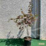 Acer Palmatum 'Fujinami' - Érable du Japon