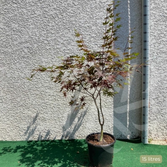 Acer Palmatum 'Fujinami' - Érable du Japon
