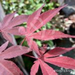 Acer Palmatum 'Fujinami' - Érable du Japon