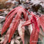 Acer Palmatum 'Fujinami' - Érable du Japon