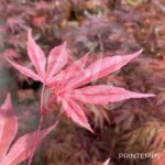 Acer Palmatum 'Fujinami' - Érable du Japon