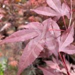 Acer Palmatum 'Fujinami' - Érable du Japon