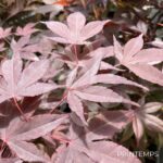 Acer Palmatum 'Fujinami' - Érable du Japon