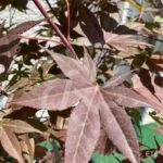 Acer Palmatum 'Fujinami' - Érable du Japon